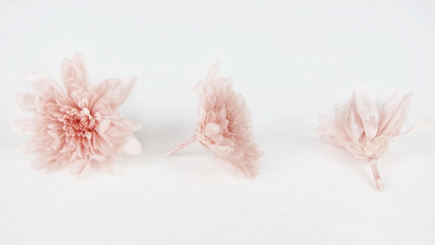 Crisantemo preservado Rosa Sedoso