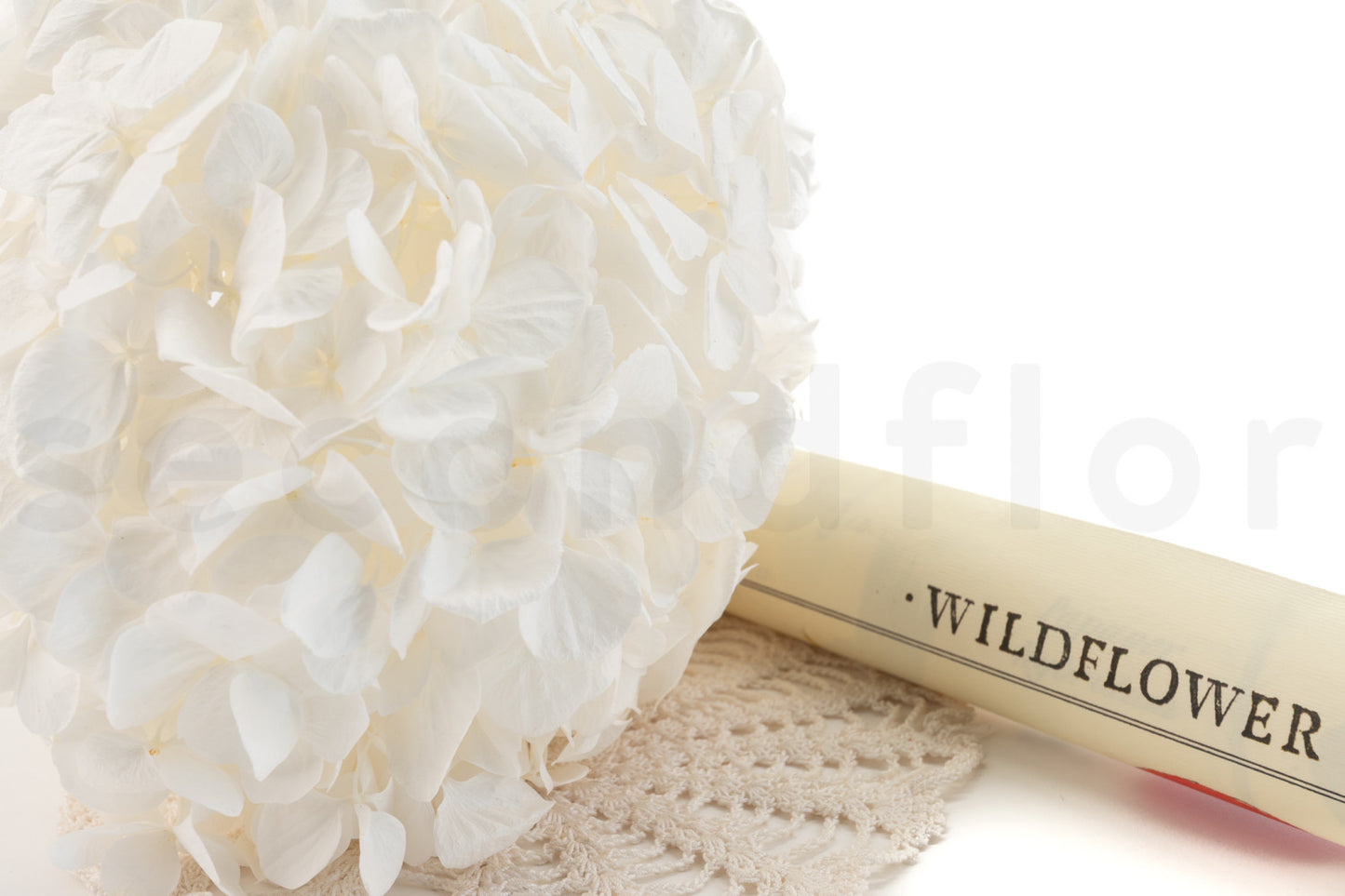 Hortensia Blanca Preservada – Verdissimo | Pampaseca