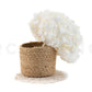 Hortensia Blanca Preservada – Verdissimo | Pampaseca