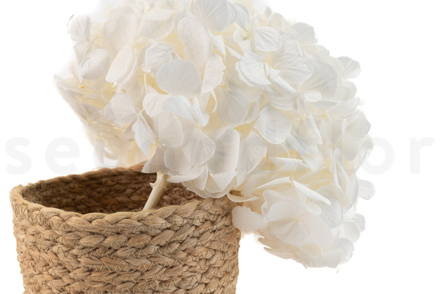 Hortensia Blanca Preservada – Verdissimo | Pampaseca