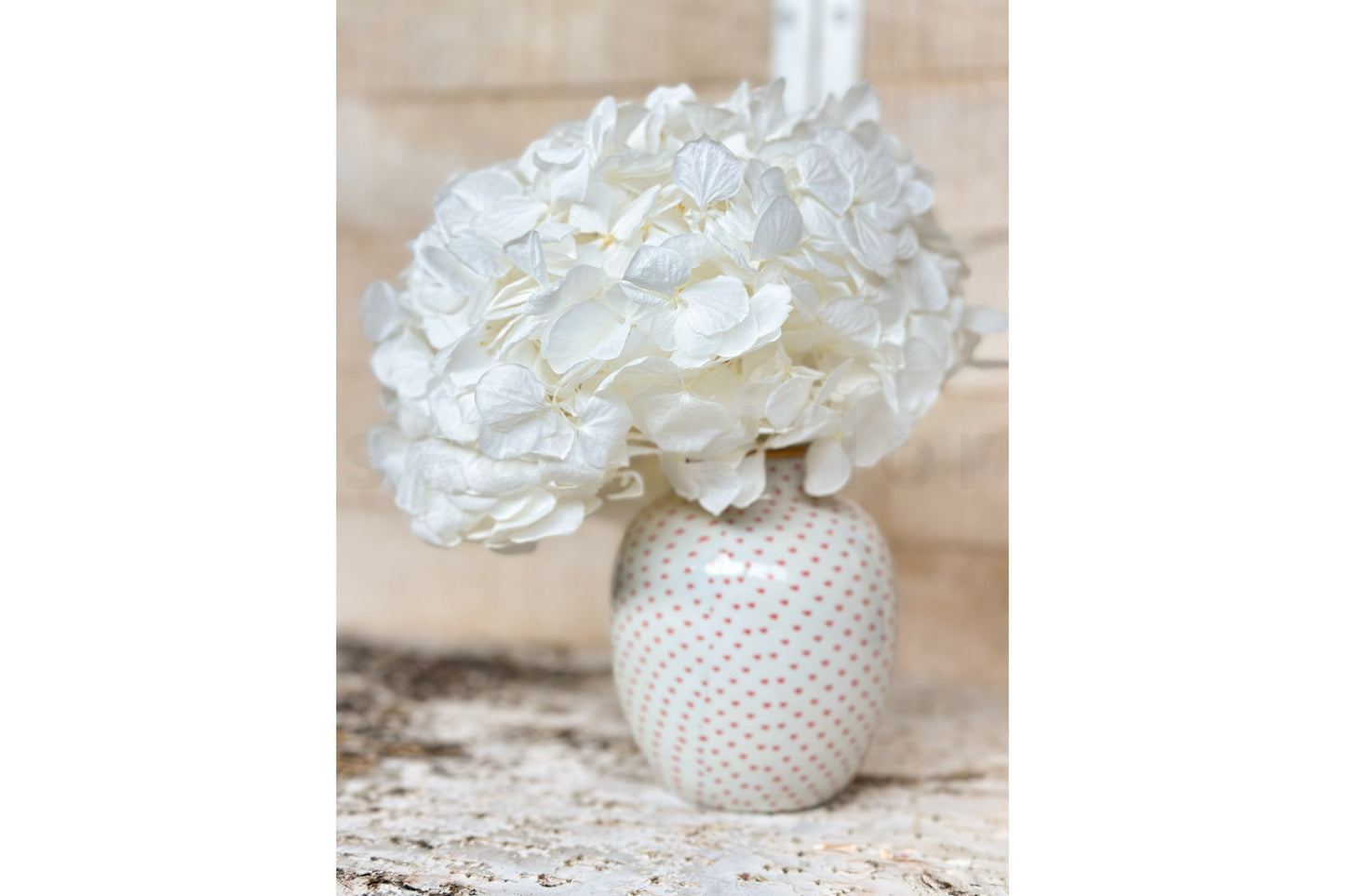 Hortensia Blanca Preservada – Verdissimo | Pampaseca