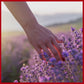 ACEITE ESENCIAL LAVANDA  500ML