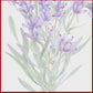 ACEITE ESENCIAL DE LAVANDA ALPINA ALTA  10ML