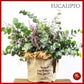 ACEITE ESENCIAL EUCALIPTO 50ML