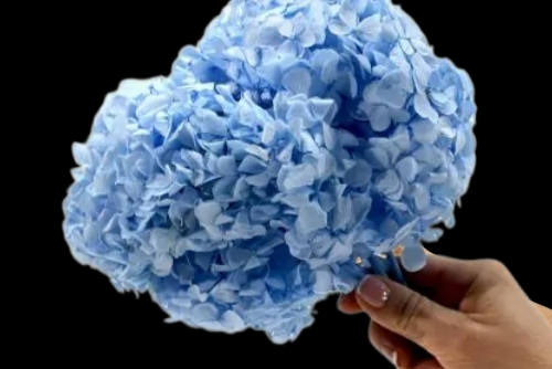 Hortensia  Preservada “Light Blue” – Verdissimo | Pampaseca