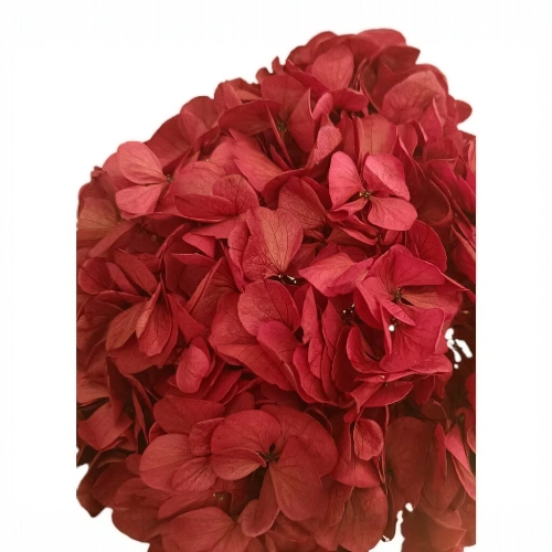 Hortensia Burdeos Preservada – | Pampaseca