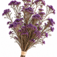 Diosmi morada preservada