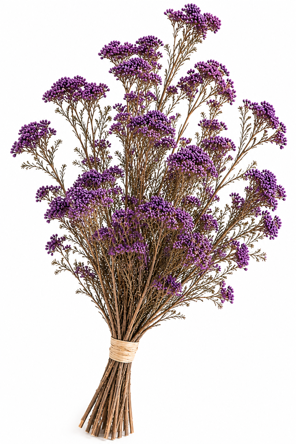 Diosmi morada preservada