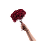 Hortensia Burdeos Preservada – | Pampaseca