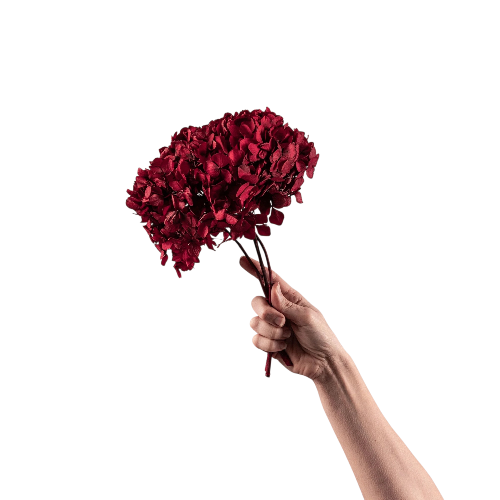 Hortensia Burdeos Preservada – | Pampaseca