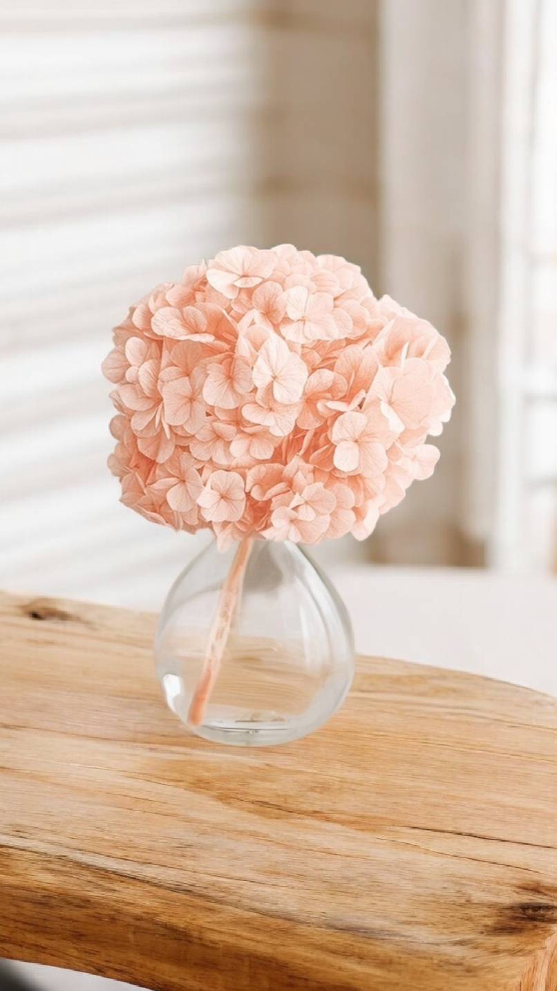 Hortensia Premium Rosa suave Verdíssimo | Pampaseca