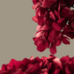 Hortensia Burdeos Preservada – | Pampaseca