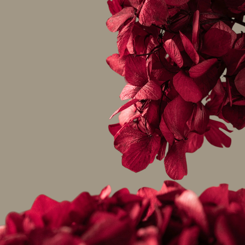 Hortensia Burdeos Preservada – | Pampaseca