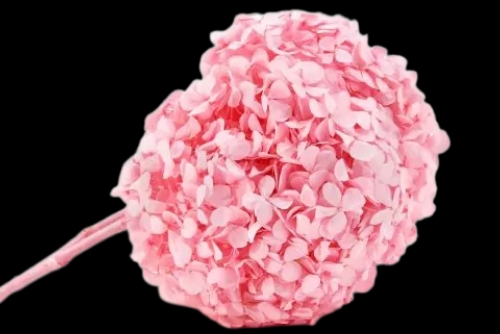 Hortensia Rosa Pastel Preservada – Verdissimo | Pampaseca