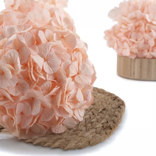 Hortensia Premium Rosa suave Verdíssimo | Pampaseca