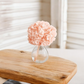 Hortensia Premium Rosa suave Verdíssimo | Pampaseca