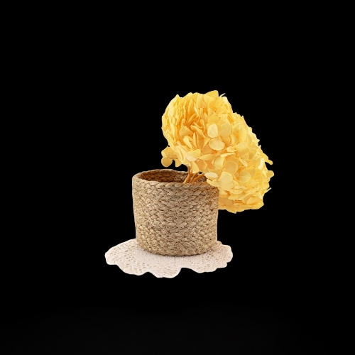 Hortensia Amarillo Suave Preservada “Soft Yellow” – Verdissimo | Pampaseca