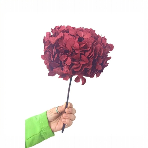 Hortensia Burdeos Preservada – | Pampaseca