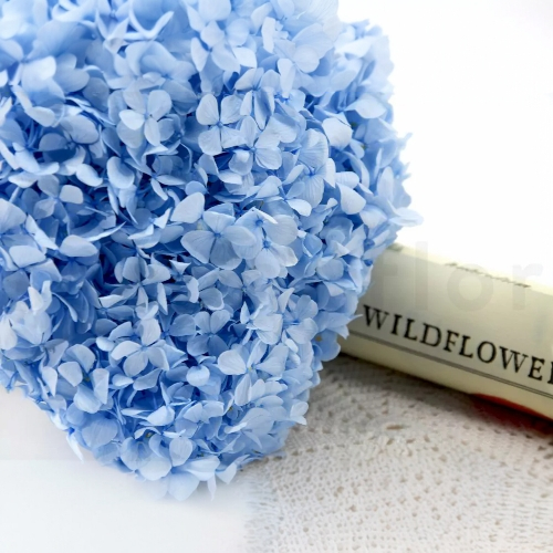 Hortensia  Preservada “Light Blue” – Verdissimo | Pampaseca