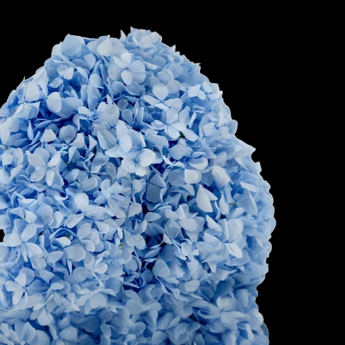 Hortensia  Preservada “Light Blue” – Verdissimo | Pampaseca
