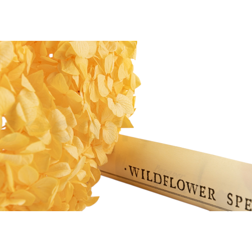 Hortensia Amarillo Suave Preservada “Soft Yellow” – Verdissimo | Pampaseca