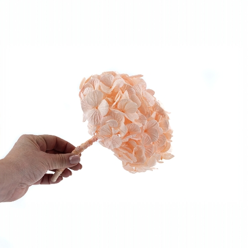 Hortensia Premium Rosa suave Verdíssimo | Pampaseca