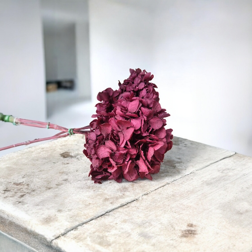 Hortensia Burdeos Preservada – | Pampaseca