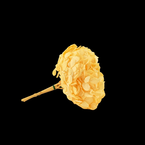 Hortensia Amarillo Suave Preservada “Soft Yellow” – Verdissimo | Pampaseca