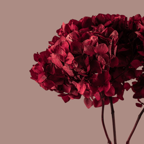 Hortensia Burdeos Preservada – | Pampaseca