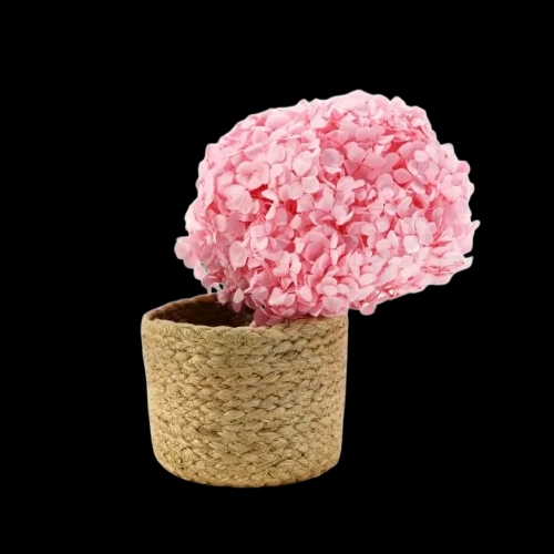 Hortensia Rosa Pastel Preservada – Verdissimo | Pampaseca