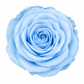 Rosa Standard preservadas