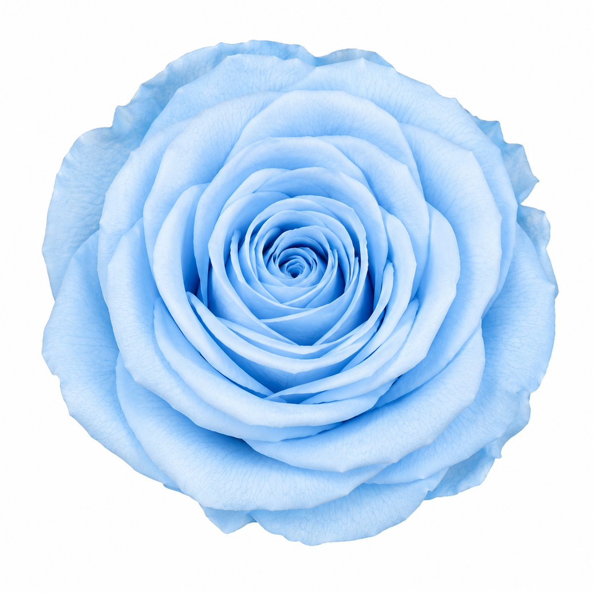 Rosa Standard preservadas